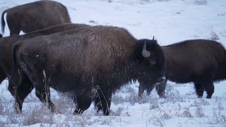 Bison graze along the side of the road. Photo credit: Erika Share