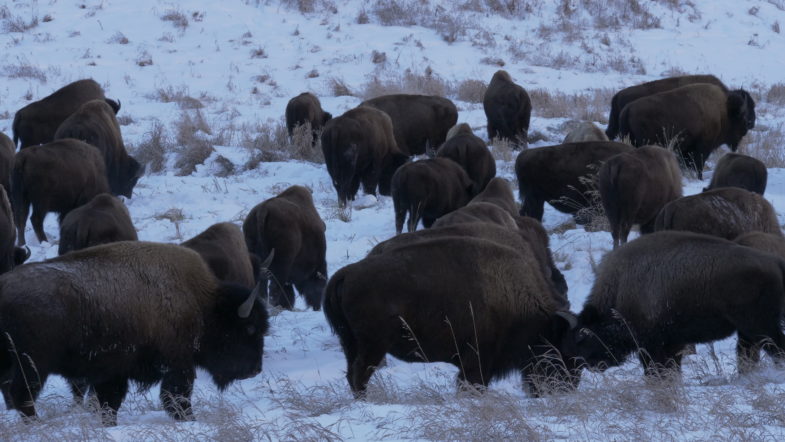 Bison graze along the side of the road. Photo credit: Erika Share