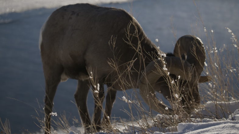 Bison aren't the only animals that come down into Yellowstone's valleys in the winter. Photo credit: Erika Share