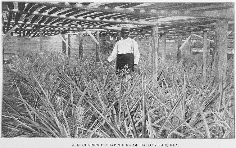 J.E. Clark’s pineapple farm, Eatonville, Fla (1907) via New York Public Library Digital Collection, Schomburg Center for Research in Black Culture, Jean Blackwell Hutson Research and Reference Division